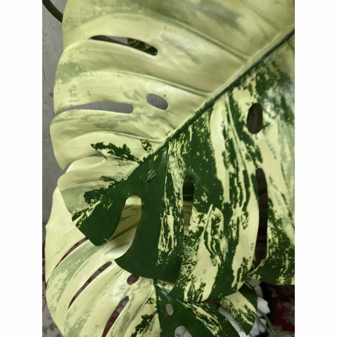 光触媒 人工観葉植物 フェイクグリーン 斑入りモンステラバリエ 光触媒 人工観葉植物 フェイクグリーン 斑入りモンステラバリエ