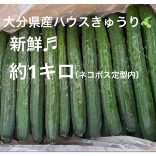 新鮮　大分県産ハウスきゅうり　（胡瓜　キュウリ(野菜)