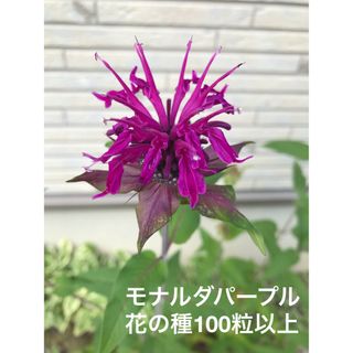 モナルダパープル　花の種100粒(プランター)