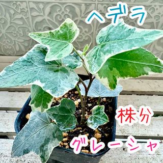 イングリッシュアイビー　グレーシャ　斑入り　ハイドロカルチャー　 観葉植物(その他)