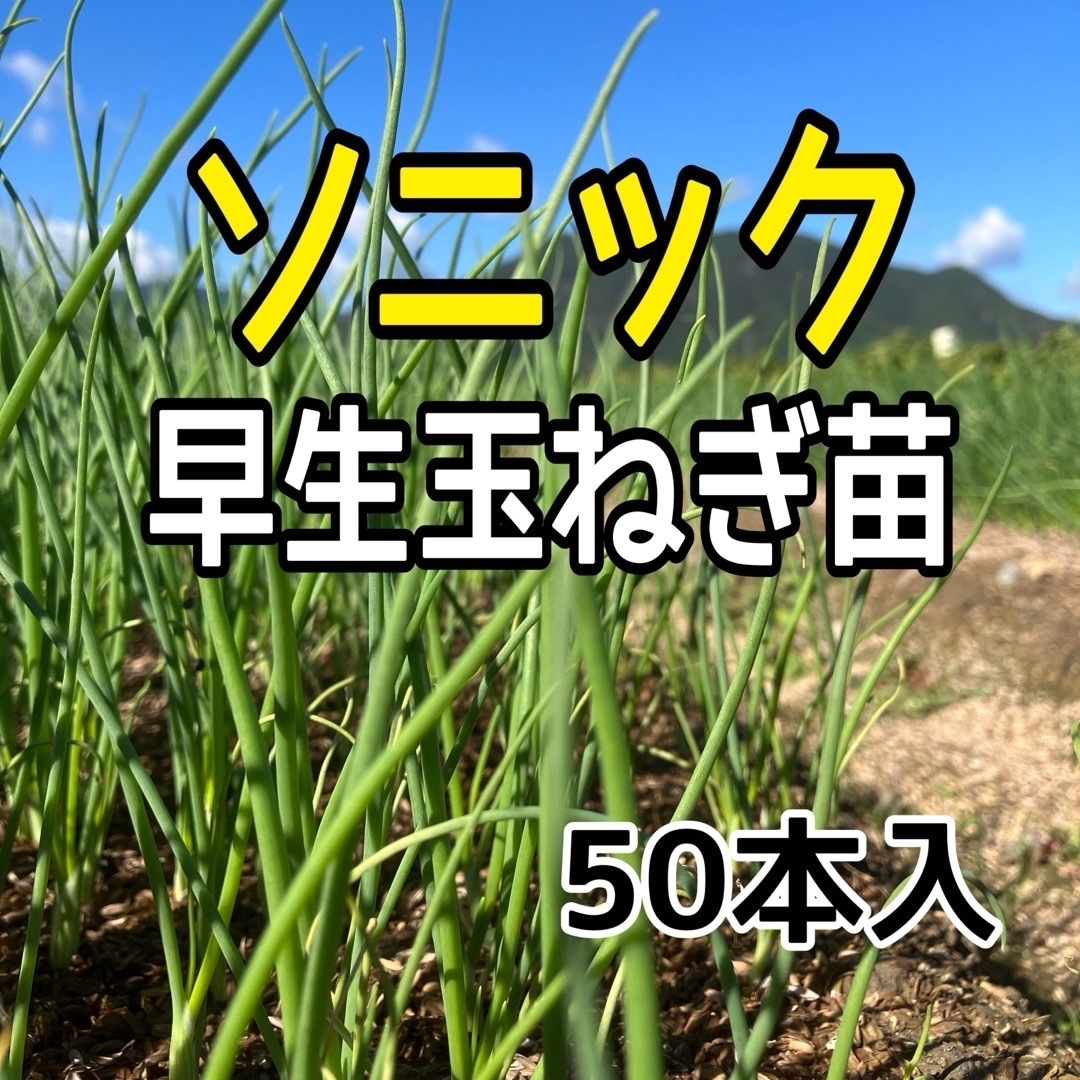 種苗店がお届けします！早生ソニック玉ねぎ苗‼️50本入‼️ 食品/飲料/酒の食品(野菜)の商品写真