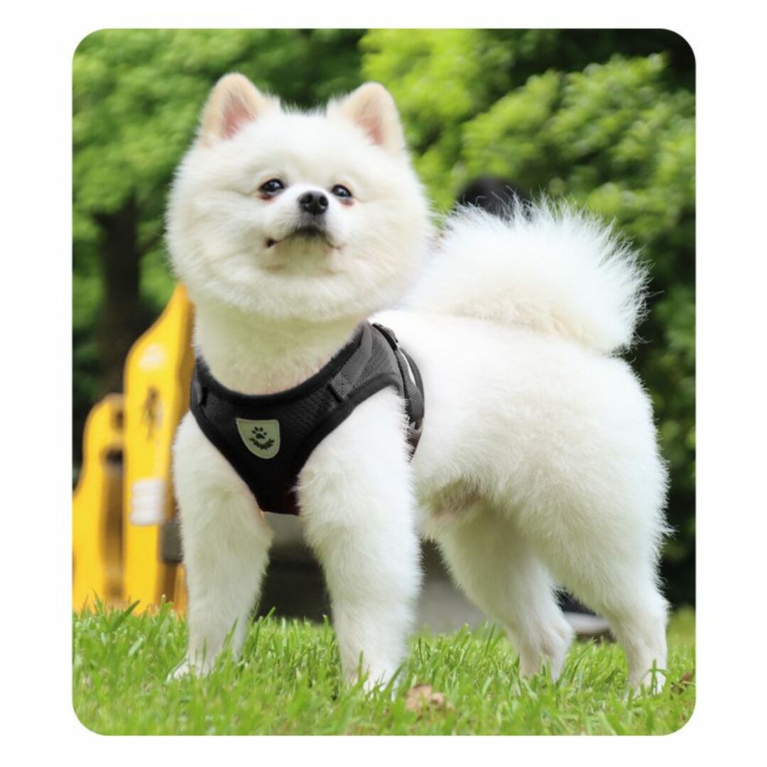 ハーネス 小型犬 リード セット XSサイズ マジックテープ ブラック その他のペット用品(犬)の商品写真