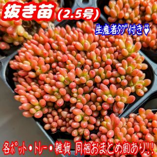 【抜き苗】虹の玉 多肉植物 セダム 紅葉 プレステラ プラ鉢(その他)