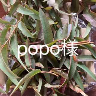 popo様　レモンユーカリ(各種パーツ)