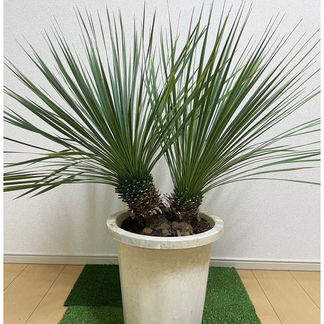 ユッカ エラータ (2ヘッド) - 植物/観葉植物 ユッカ エラータ (2ヘッド) - 植物/観葉植物