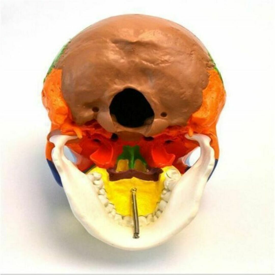 頭蓋骨模型 各部位配色 顎関節可動式 頭蓋冠分解可 整体 歯科 教材 磁石固定式 エンタメ/ホビーのおもちゃ/ぬいぐるみ(模型/プラモデル)の商品写真