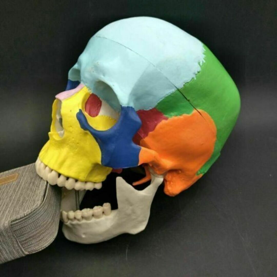 頭蓋骨模型 各部位配色 顎関節可動式 頭蓋冠分解可 整体 歯科 教材 磁石固定式 エンタメ/ホビーのおもちゃ/ぬいぐるみ(模型/プラモデル)の商品写真
