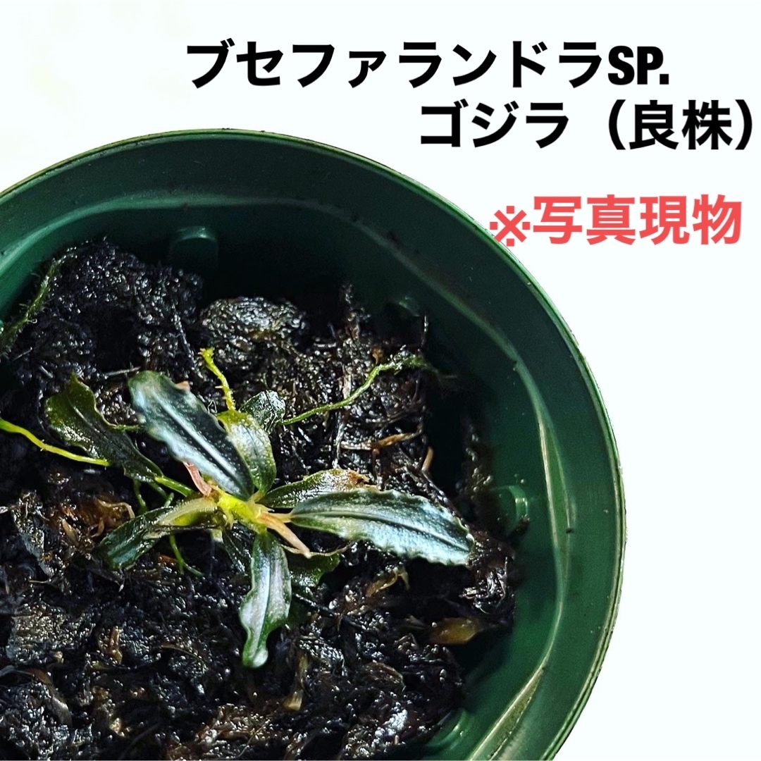 ブセファランドラspレッドゴジラ 【高品質】 - 水草