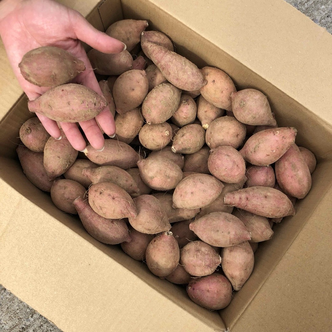 サツマイモ種子島　農家直送！安納地区の安納芋　プチサイズ　10キロ