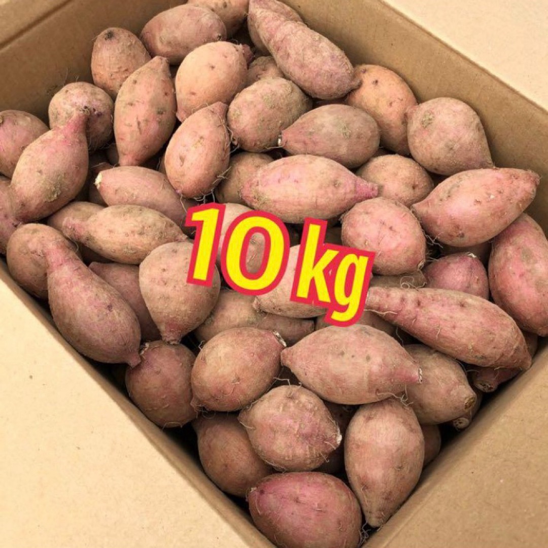 サツマイモ種子島　農家直送！安納地区の安納芋　プチサイズ　10キロ