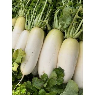 農家がお届け‼️おでん大根を100サイズの箱に入れてお届け‼️(野菜)