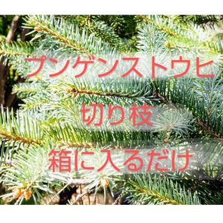 プンゲンストウヒ（コロラドトウヒ）“ホプシー” 切り枝(その他)