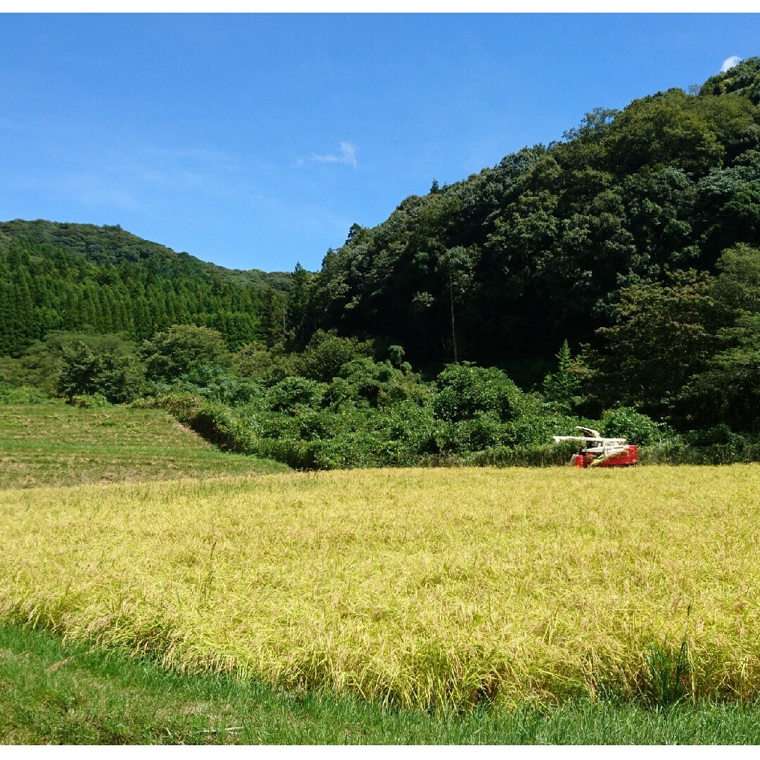 令和5年度  山口県産  コシヒカリ  新米  15㎏米/穀物