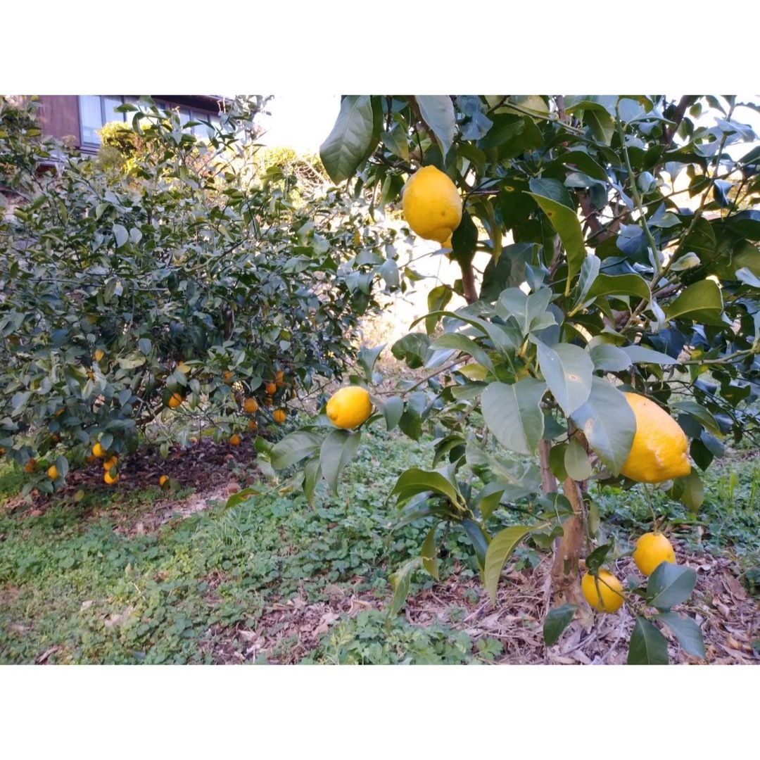 今だけお値打ちSALE★約7個宅急便コンパクト無農薬瀬戸内オーガニック レモン 食品/飲料/酒の食品(フルーツ)の商品写真