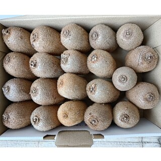 キウイフルーツ 1.3kg以上（箱込み）無農薬栽培 大分県産(フルーツ)