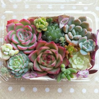 多肉植物　韓国苗　ハオルチア入り☘　寄せ植え詰め合わせセット(その他)