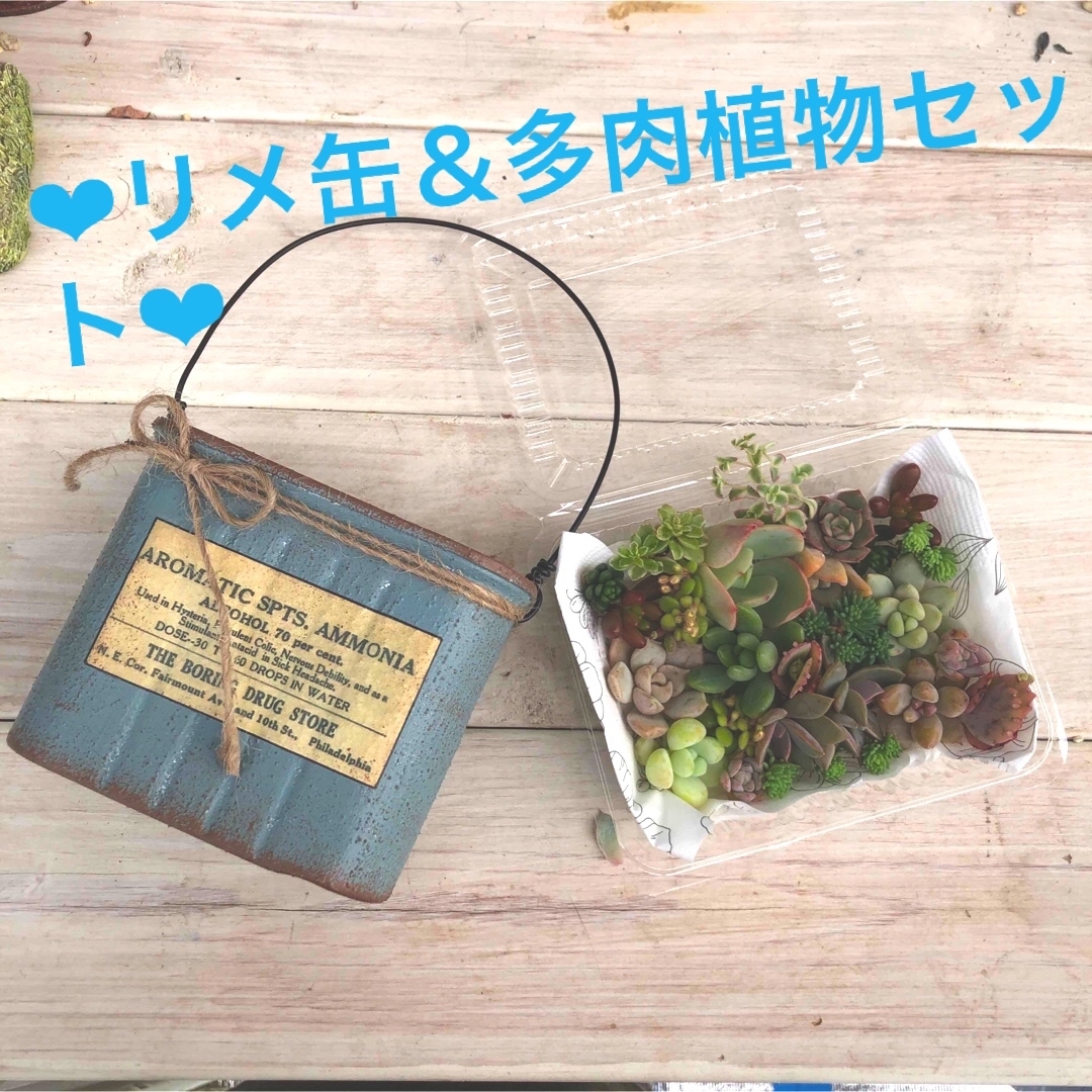 フラワー/ガーデン多肉植物リメイク缶セット♡寄せ植え