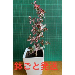 観葉植物 ツルマサキ 3号鉢 鉢ごと発送(プランター)