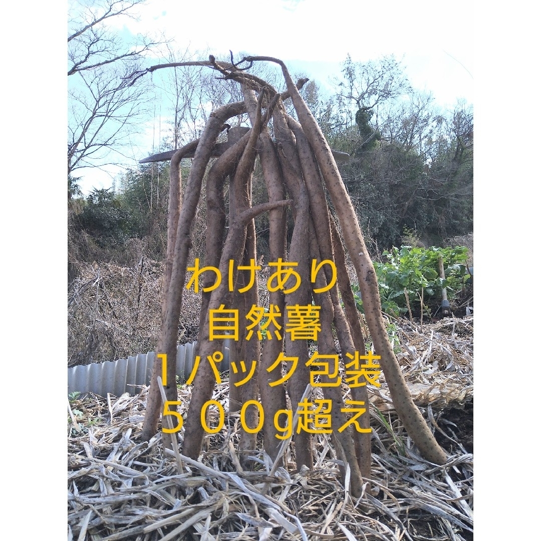 自然薯　四国山地　標高８００m山中が由来　わけあり５００g超え 食品/飲料/酒の食品(野菜)の商品写真