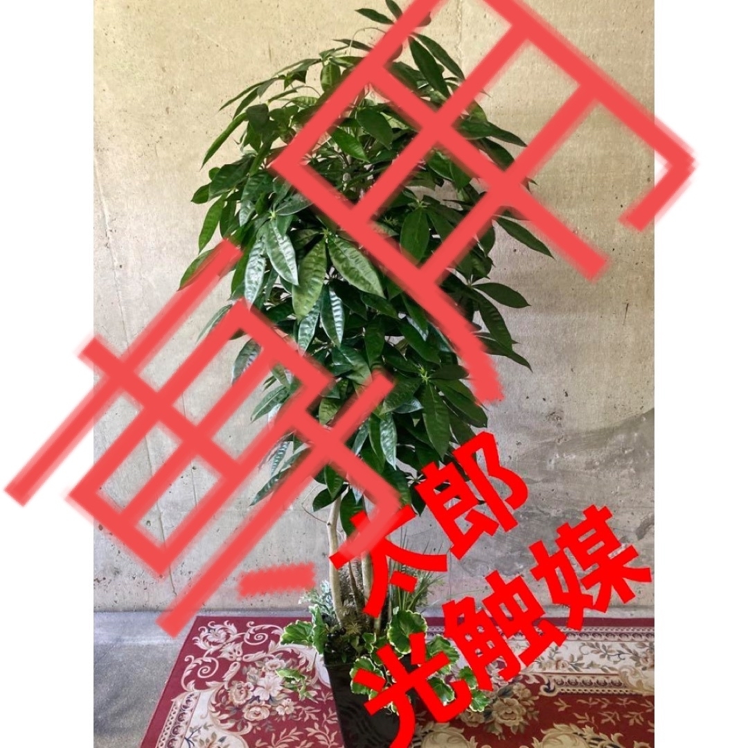 光触媒 人工観葉植物 ウォールグリーン フェイクグリーン パキラ 光触媒 人工観葉植物 ウォールグリーン フェイクグリーン パキラ