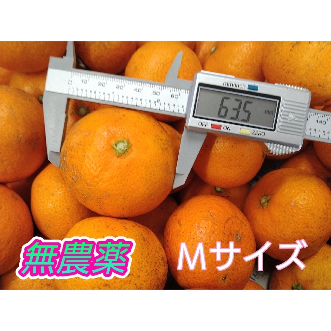 山北みかん 無農薬 Mサイズ 5㎏ 高知県産 食品/飲料/酒の食品(フルーツ)の商品写真