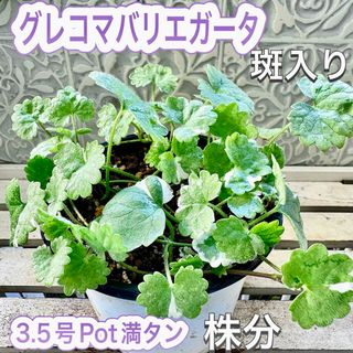 グレコマバリエガータ　株分け　苗 3.5号Pot　斑入り　グレコマ(その他)