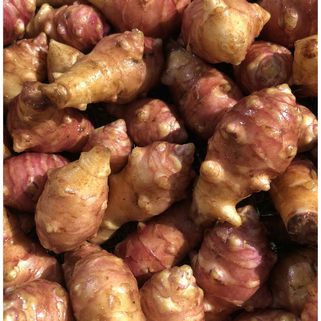 紫菊芋　キクイモ　種芋用 食品/飲料/酒の食品(野菜)の商品写真