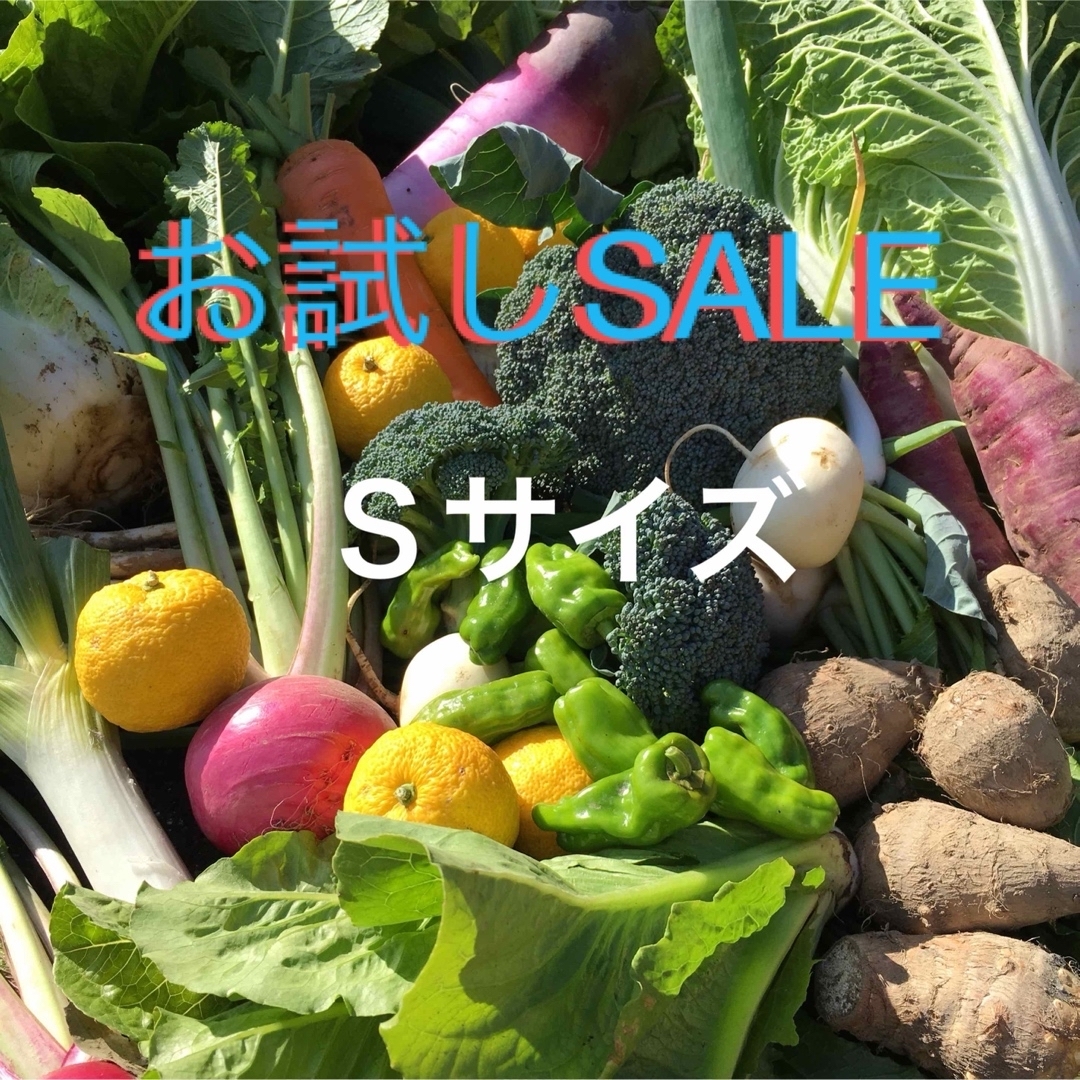 お試しSALE  採れたて新鮮野菜　60サイズ 食品/飲料/酒の食品(野菜)の商品写真