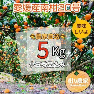 【美味】南柑20号家庭用 秀品込み小玉5キロ(フルーツ)