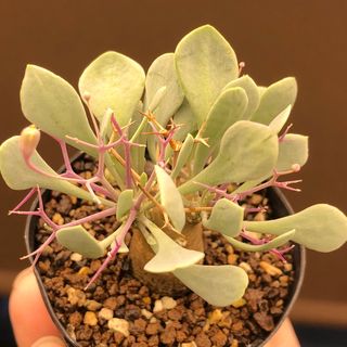 太葉花芽速達付！　ユーフォルビオイデス　オトンナ  多肉植物　塊根植物　実生(その他)