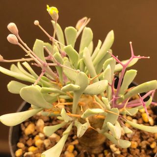 モリモリ細葉高密度！　ユーフォルビオイデス　オトンナ  多肉植物　塊根植物(その他)