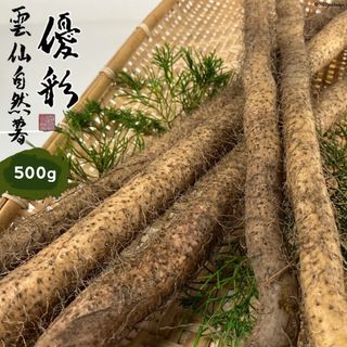 自然薯　500g 　自然栽培　とろろ　雲仙自然薯　優彩　新物　取れたて(野菜)