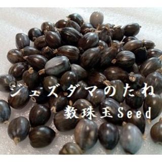 RDa1055 『ジュズダマの種30粒』 数珠玉Seed 趣味 じゅずだまの種子(各種パーツ)