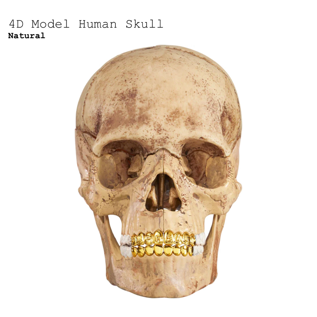 Supreme 4D Model Human SkullSkull