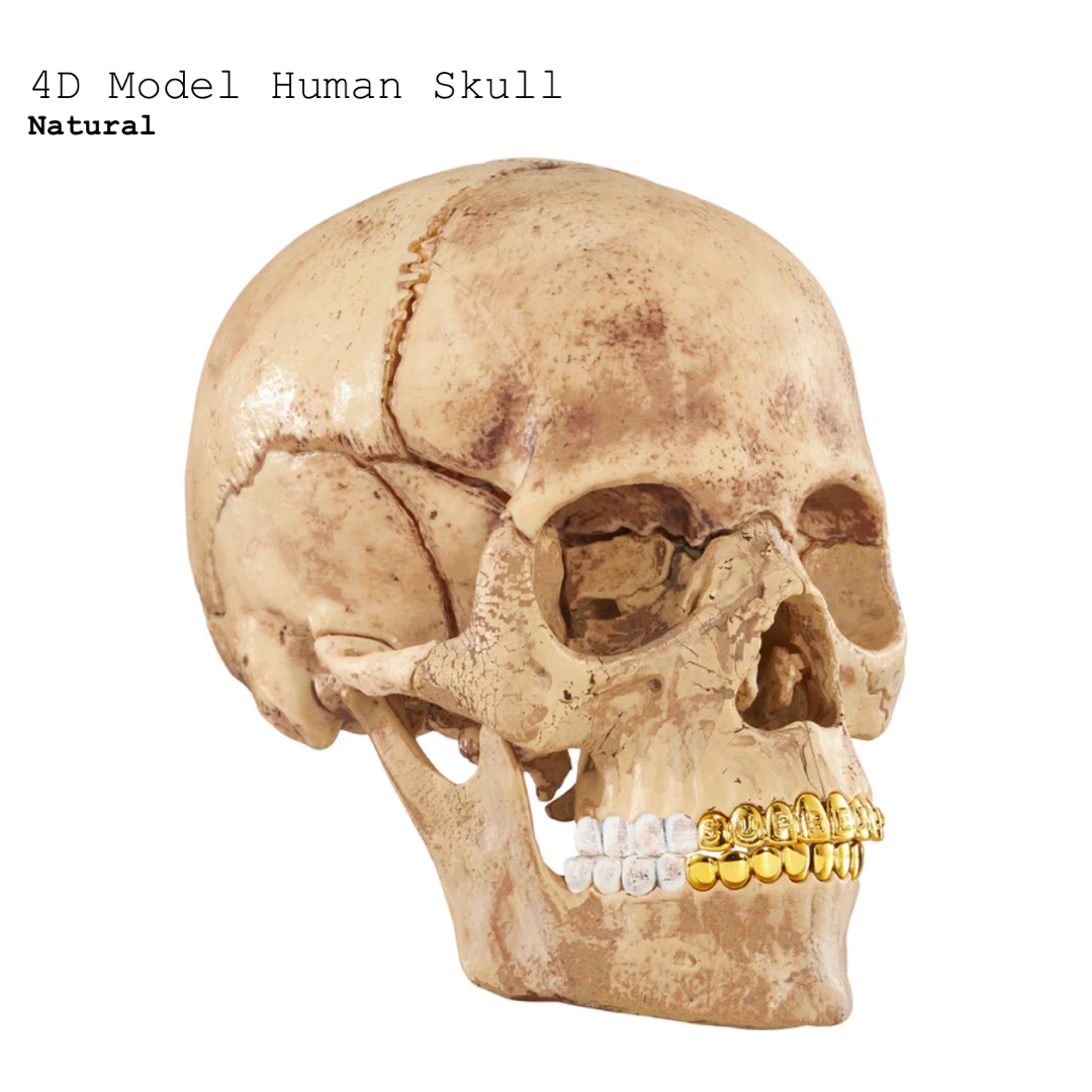 Supreme 4D Model Human Skull Keychain - その他