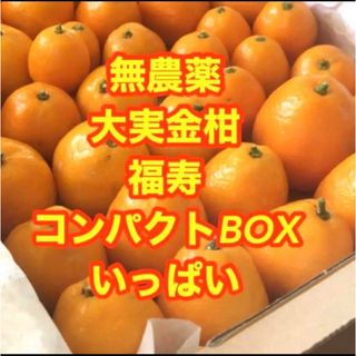 農薬不使用　大実金柑　福寿　コンパクトBOXいっぱい‼︎(フルーツ)