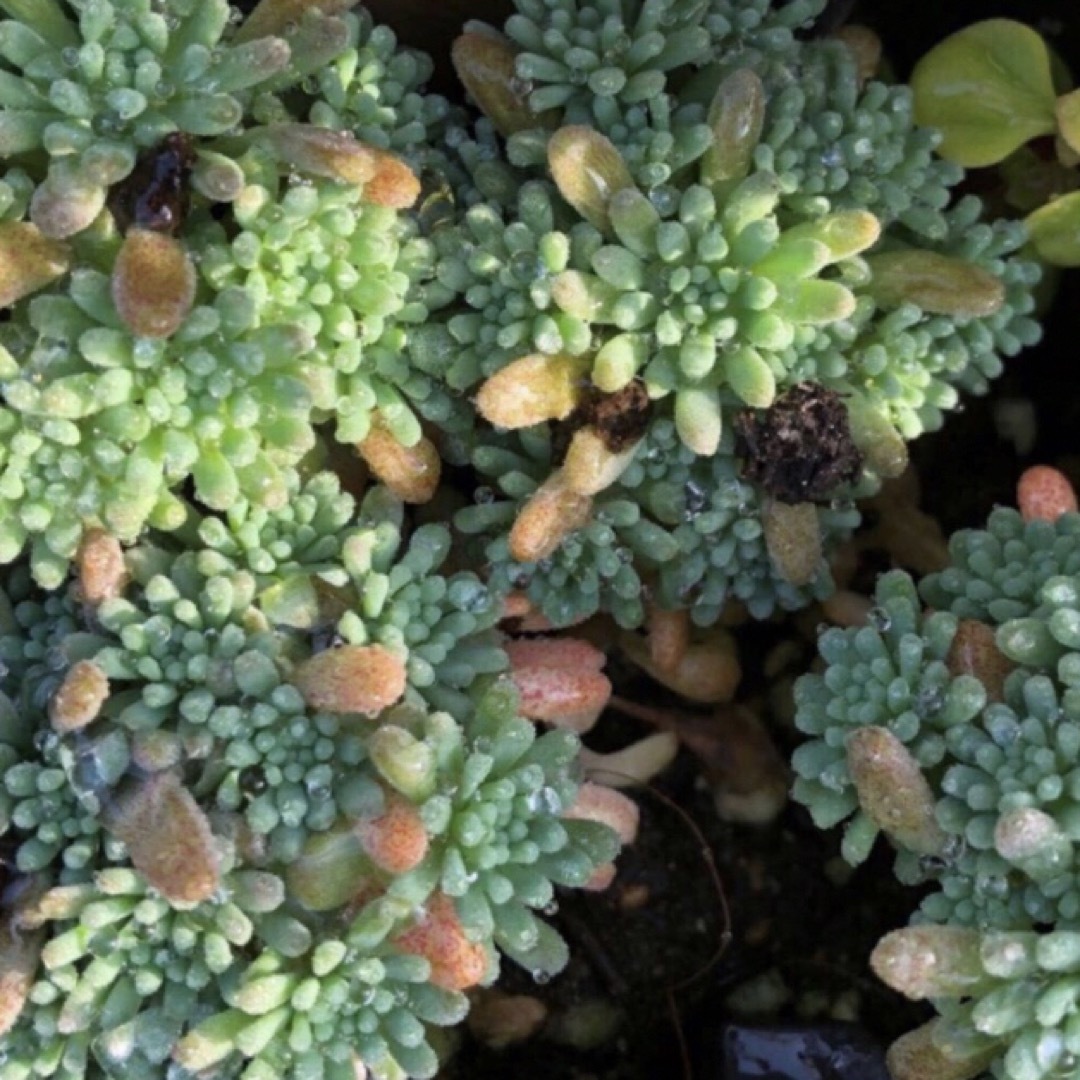 多肉植物 セダム ルベンスリザード I株の通販 by まりまり's 多肉植物 セダム ルベンスリザード I株の通販 by まりまり's