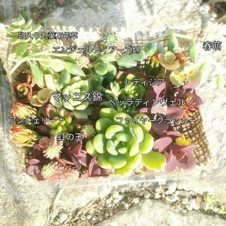 紅葉多肉　寄せ植え用カット苗Set　マッコス錦、エンジェルティアーズ錦入り(その他)