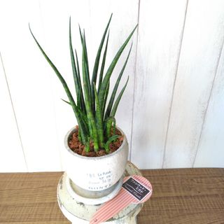 サンスベリア【ファンウッド】ミカド‼️セメント陶器鉢受皿付❗️観葉植物(プランター)