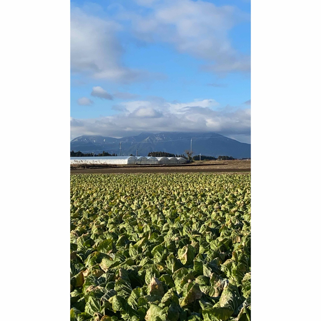 鹿児島県産　白菜 食品/飲料/酒の食品(野菜)の商品写真