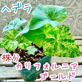 アイビー　イングリッシュ　カリフォルニアゴールド　観葉植物　寄せ植えに！(その他)