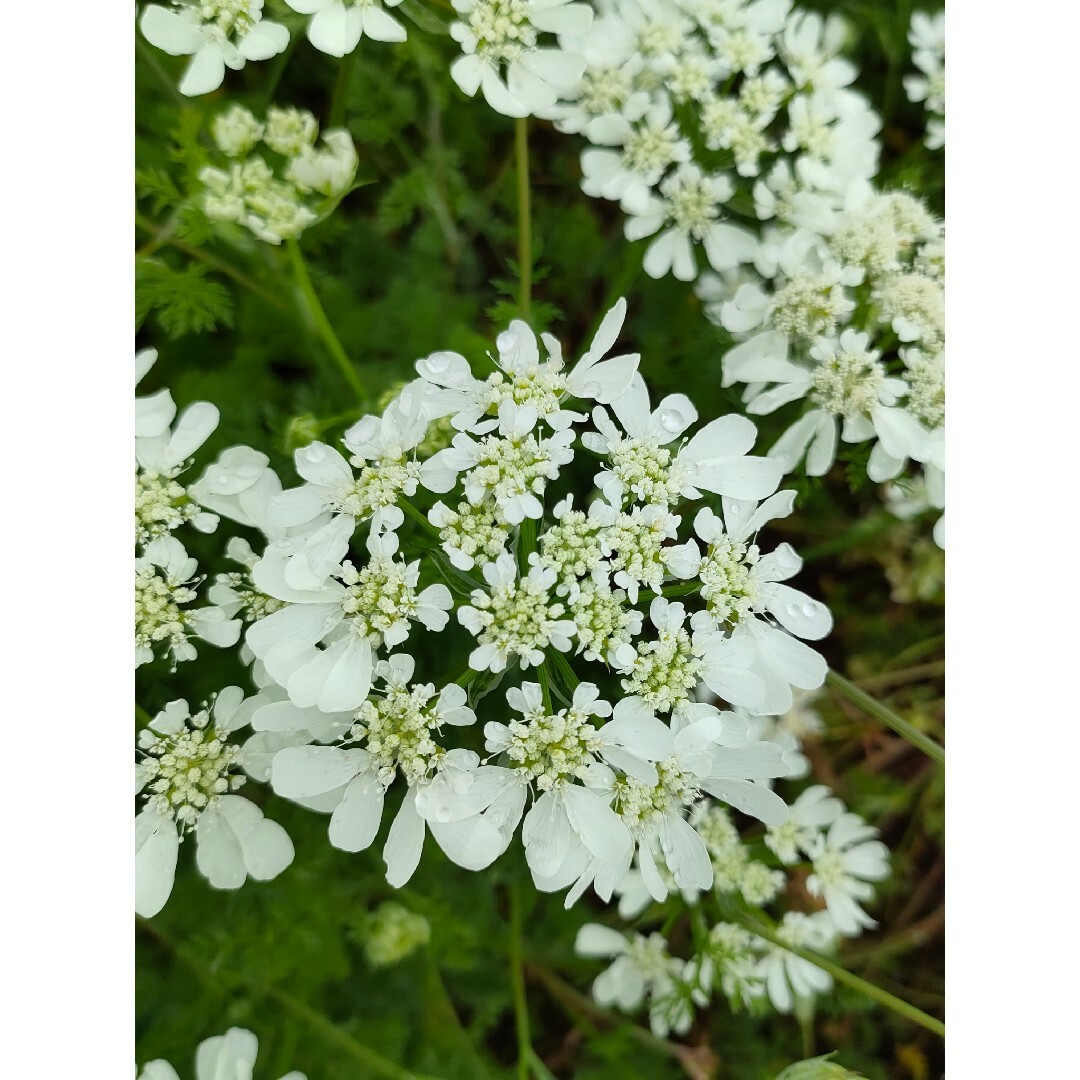 オルレア100粒☆矢車草50粒☆千鳥草50粒☆トレニア50粒☆2023年採取 ハンドメイドのフラワー/ガーデン(プランター)の商品写真