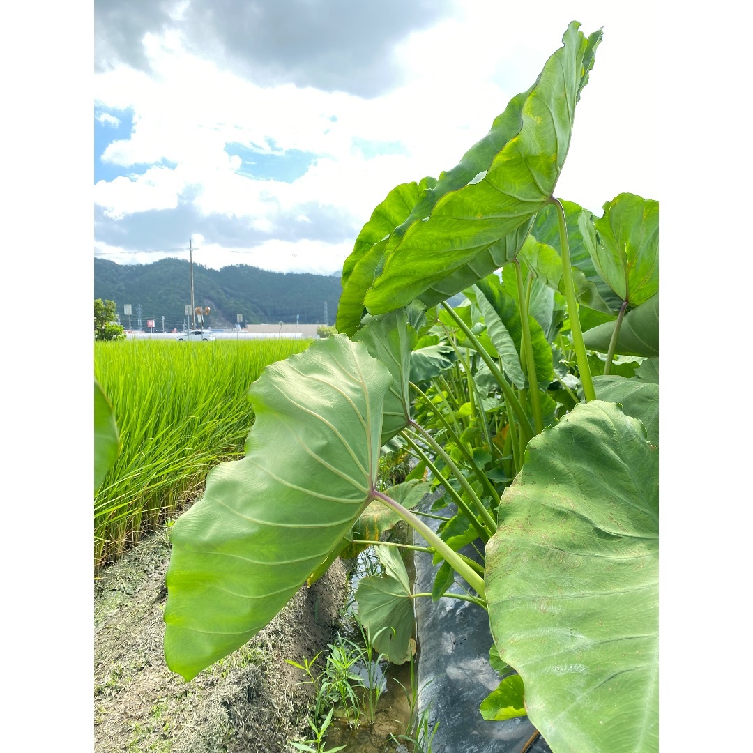 農家直送‼️里芋をコンパクトボックスいっぱい‼️ 食品/飲料/酒の食品(野菜)の商品写真