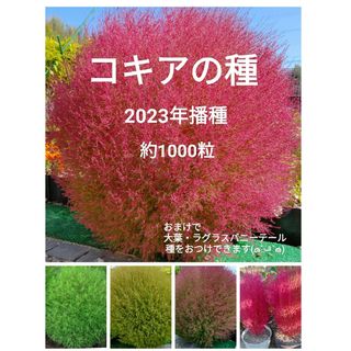コキア　種　おまけつき(その他)