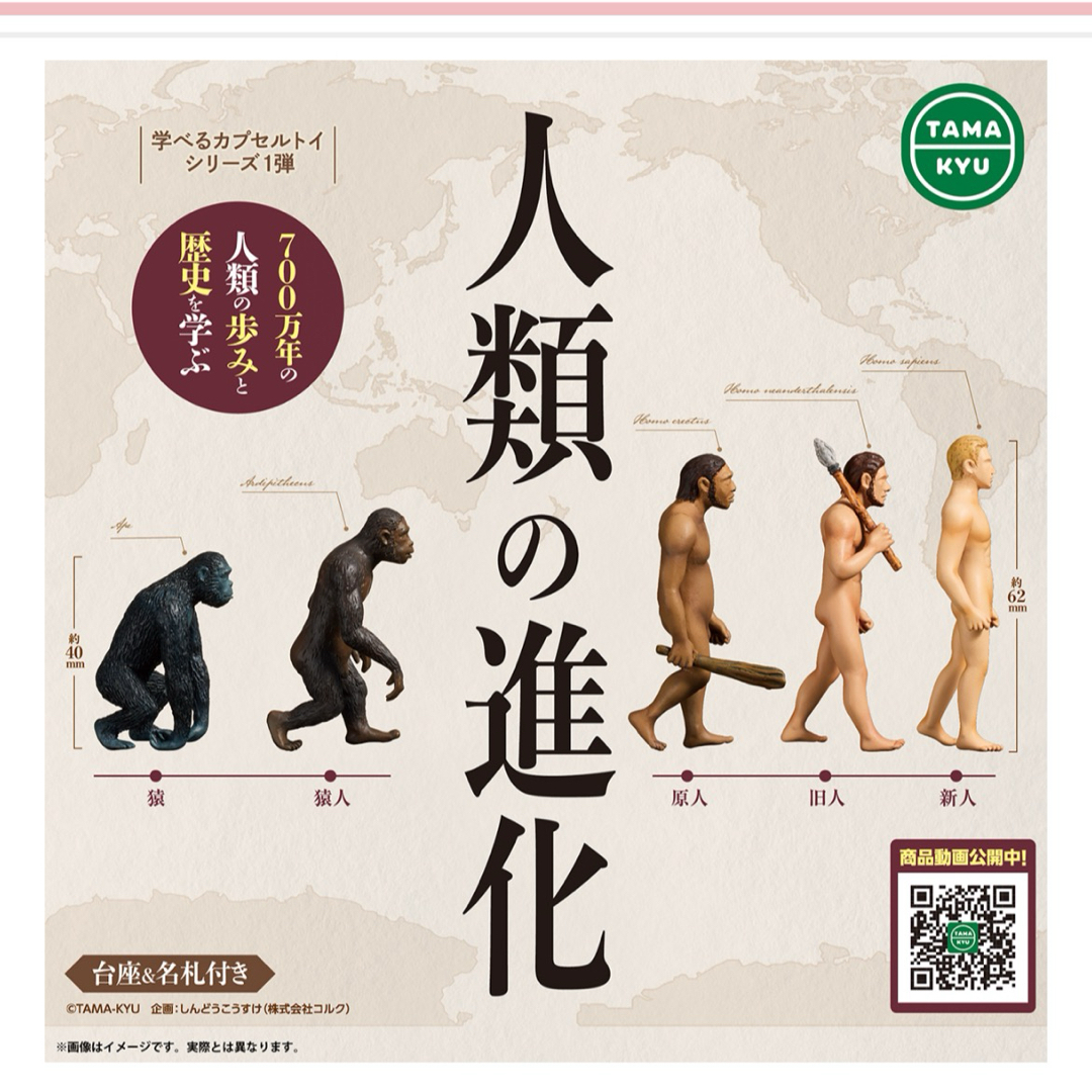 人類の進化 ガチャ 猿人だけ不足 エンタメ/ホビーのおもちゃ/ぬいぐるみ(その他)の商品写真