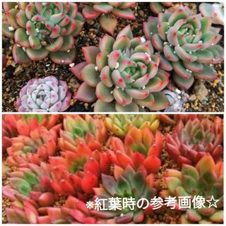 色鮮やか☆韓国苗　エケベリア　レッドワイン　【大】　多肉植物　抜き苗(その他)