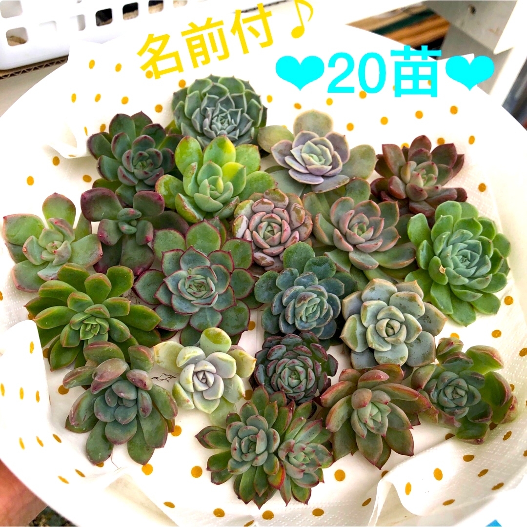 多肉植物☆20苗☆名前付フラワー/ガーデン