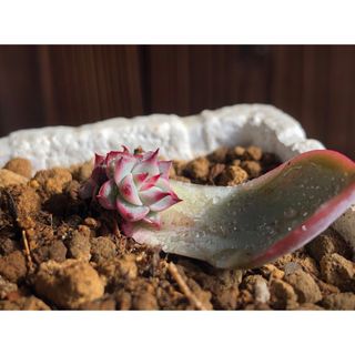 多肉植物　エケベリア　チワワエンシス　葉挿し　発芽発根済(その他)