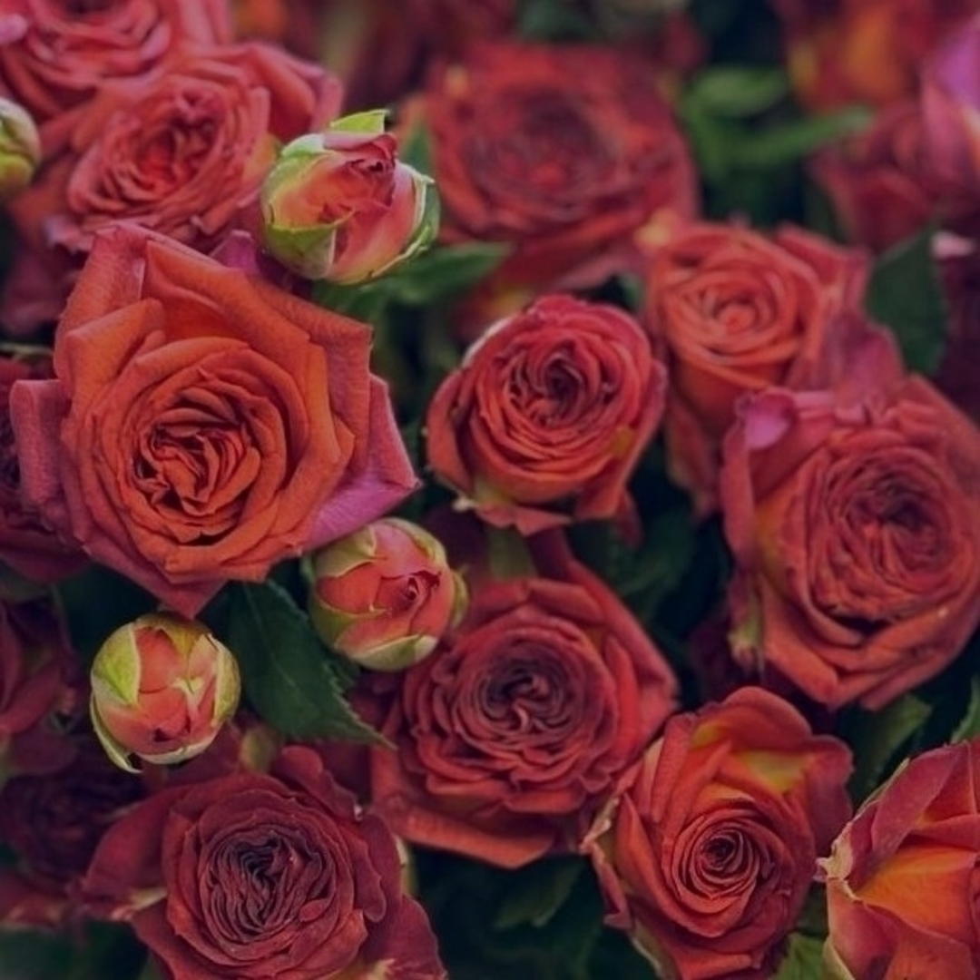 🌼希少輸入切り花種バラ苗🌼Chocolate bubbles🌼new!🌼 ハンドメイドのフラワー/ガーデン(その他)の商品写真
