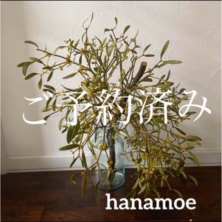 北海道ヤドリギ 宿木 希少 親樹付き Xmas神話の通販 by 花萌花 北海道ヤドリギ 宿木 希少 親樹付き Xmas神話の通販 by 花萌花